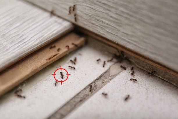 Best Pest Prevention Services  in Mineral Point, WI
